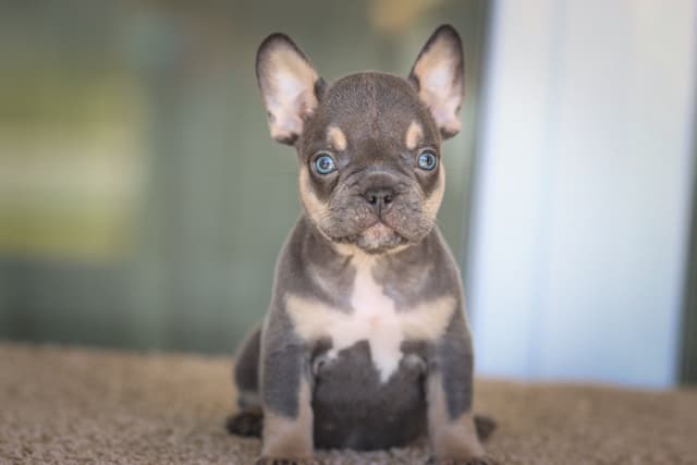 French Bulldog Puppies purebred fluffys media 5