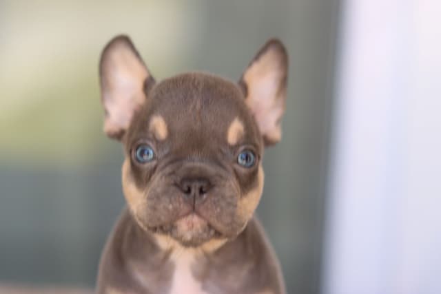 French Bulldog Puppies purebred fluffys media 6
