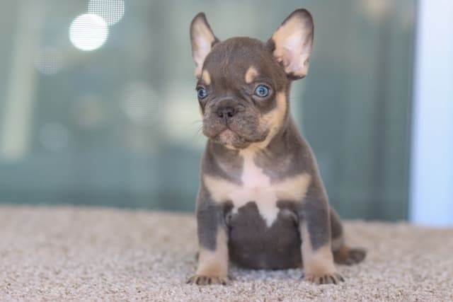 French Bulldog Puppies purebred fluffys media 7