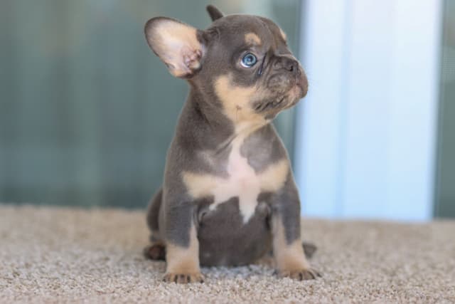 French Bulldog Puppies purebred fluffys media 8