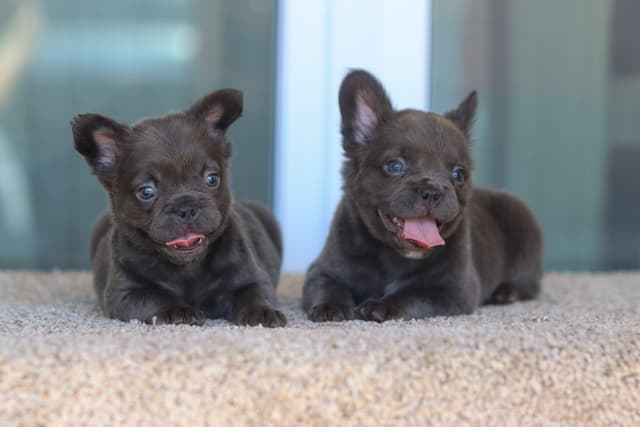 French Bulldog Puppies purebred fluffys media 10