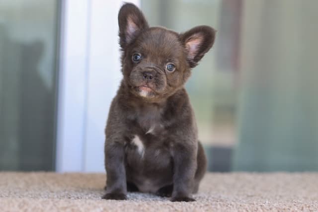 French Bulldog Puppies purebred fluffys media 11