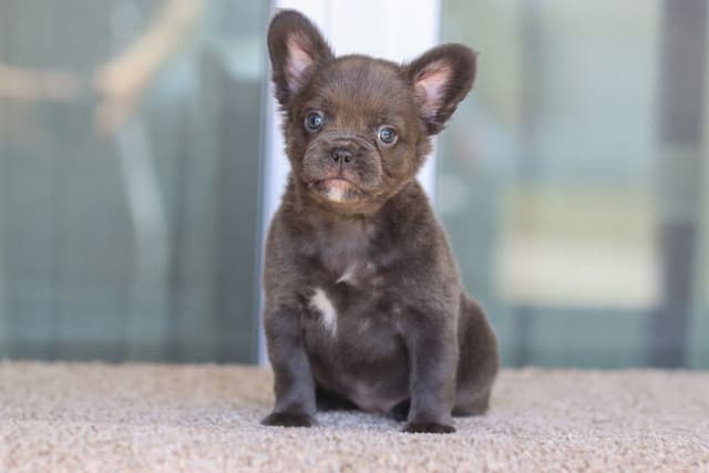 French Bulldog Puppies purebred fluffys media 13