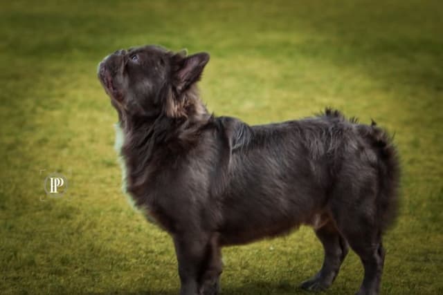 French Bulldog Puppies purebred fluffys media 14