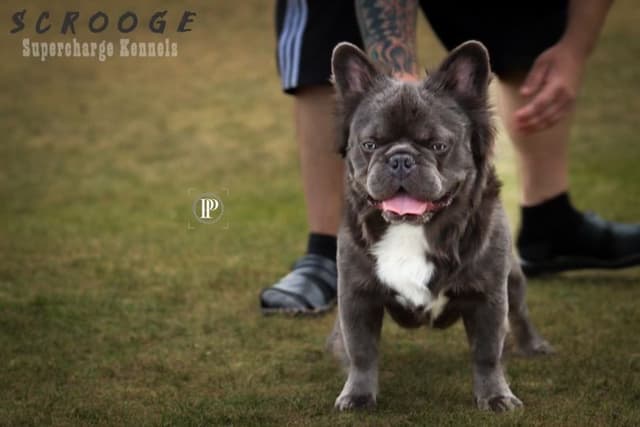 French Bulldog Puppies purebred fluffys media 15