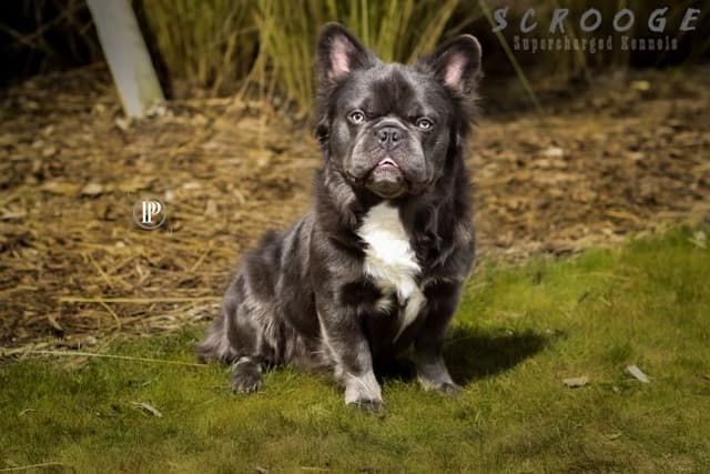 French Bulldog Puppies purebred fluffys media 16