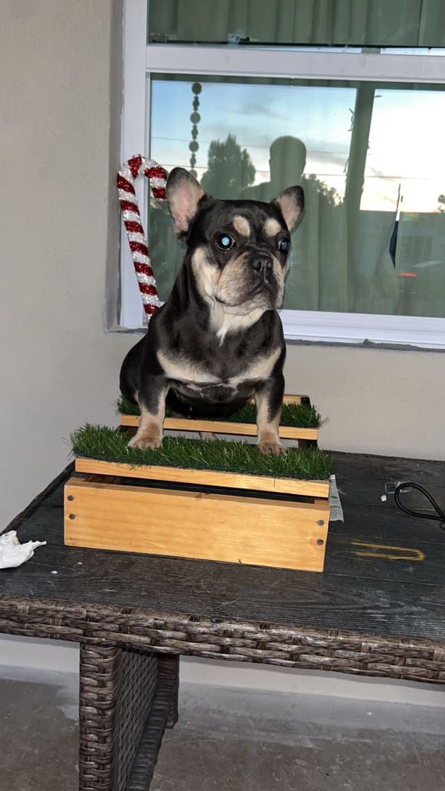 French Bulldog Puppies purebred fluffys media 18