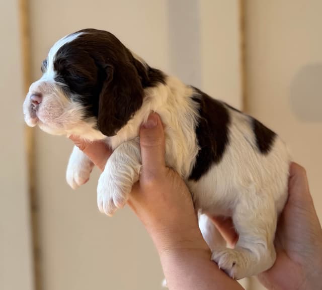 English Springer Spaniel Puppies media 2