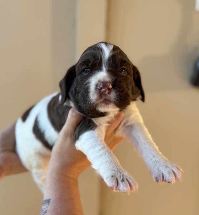 English Springer Spaniel Puppies media 3
