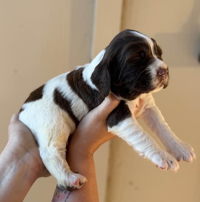 English Springer Spaniel Puppies media 4