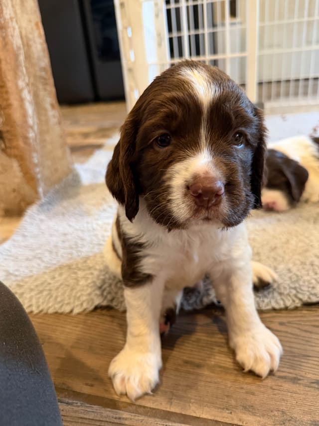 English Springer Spaniel Puppies media 5