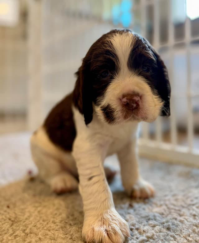 English Springer Spaniel Puppies media 6