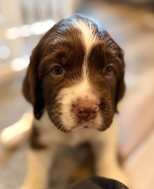 English Springer Spaniel Puppies media 7