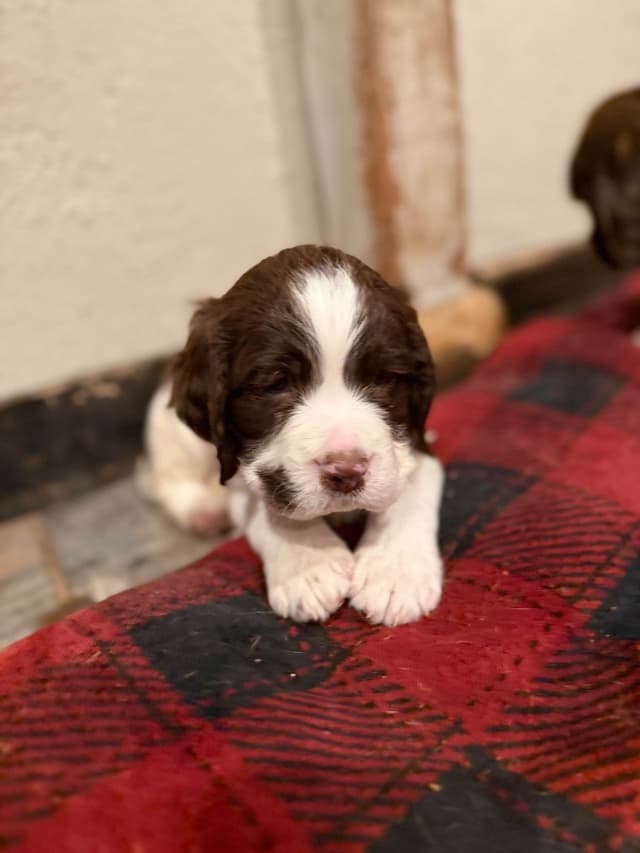 English Springer Spaniel Puppies media 8