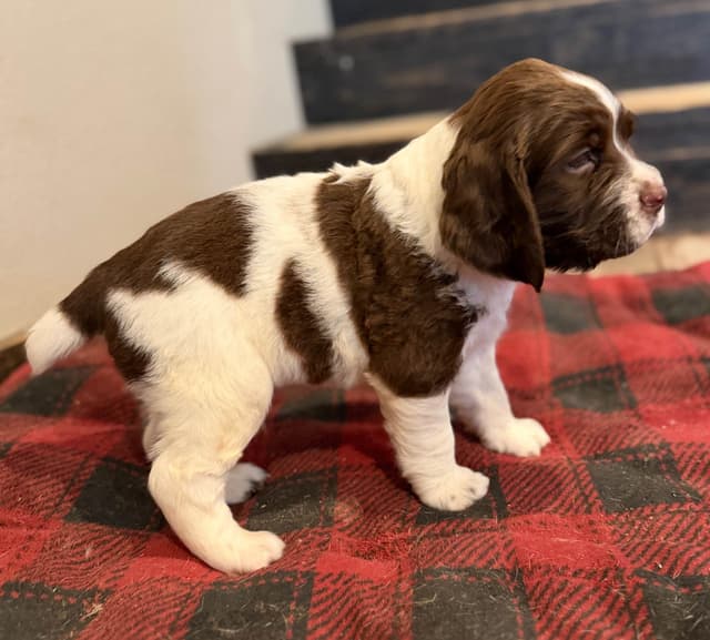 English Springer Spaniel Puppies media 9
