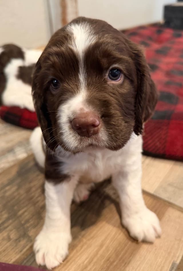 English Springer Spaniel Puppies media 10