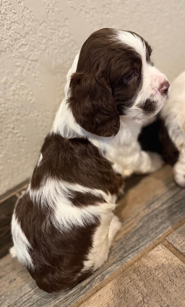 English Springer Spaniel Puppies media 11
