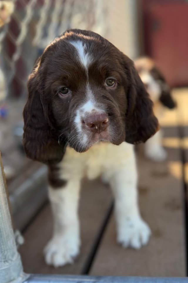 English Springer Spaniel Puppies media 12