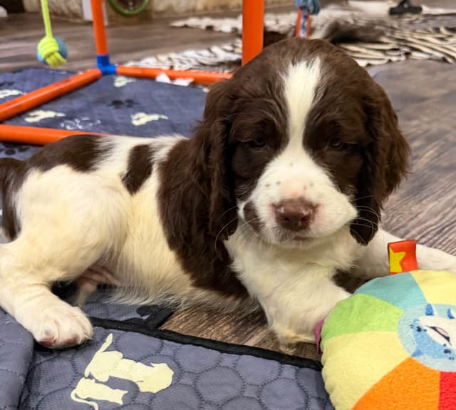 English Springer Spaniel Puppies media 13