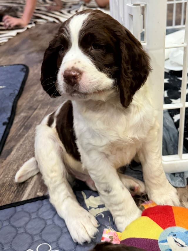 English Springer Spaniel Puppies media 14