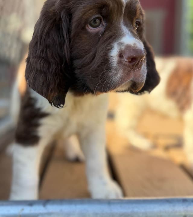 English Springer Spaniel Puppies media 15