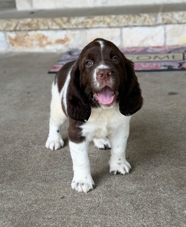 English Springer Spaniel Puppies media 16