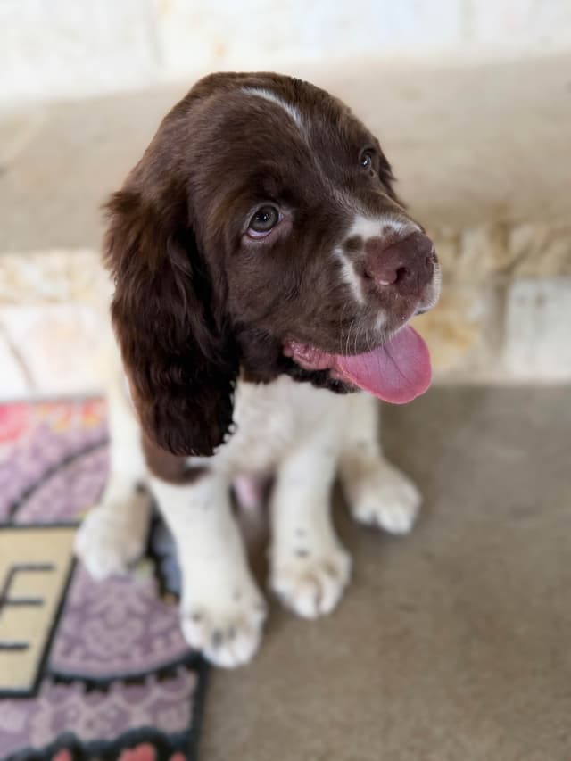 English Springer Spaniel Puppies media 17