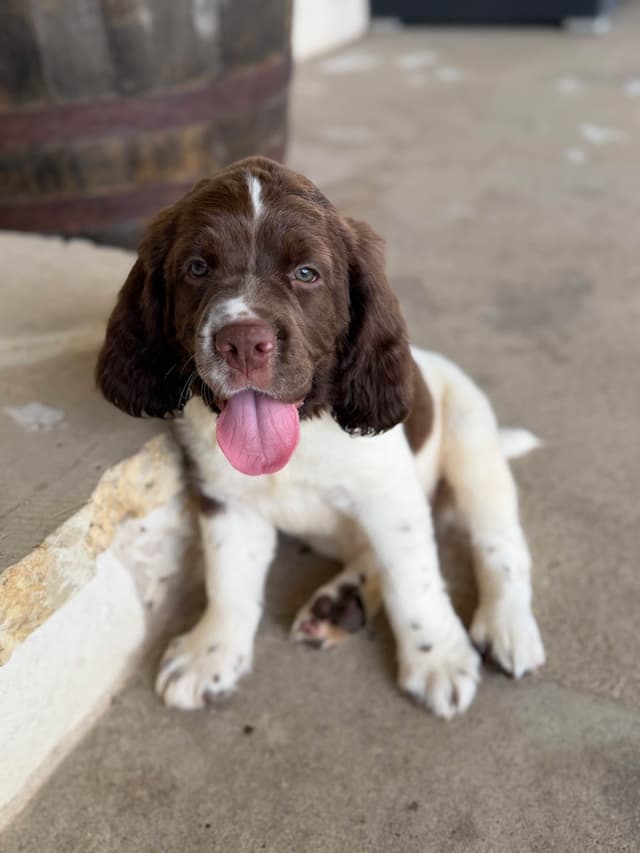 English Springer Spaniel Puppies media 18