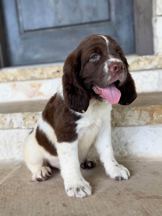 English Springer Spaniel Puppies media 19