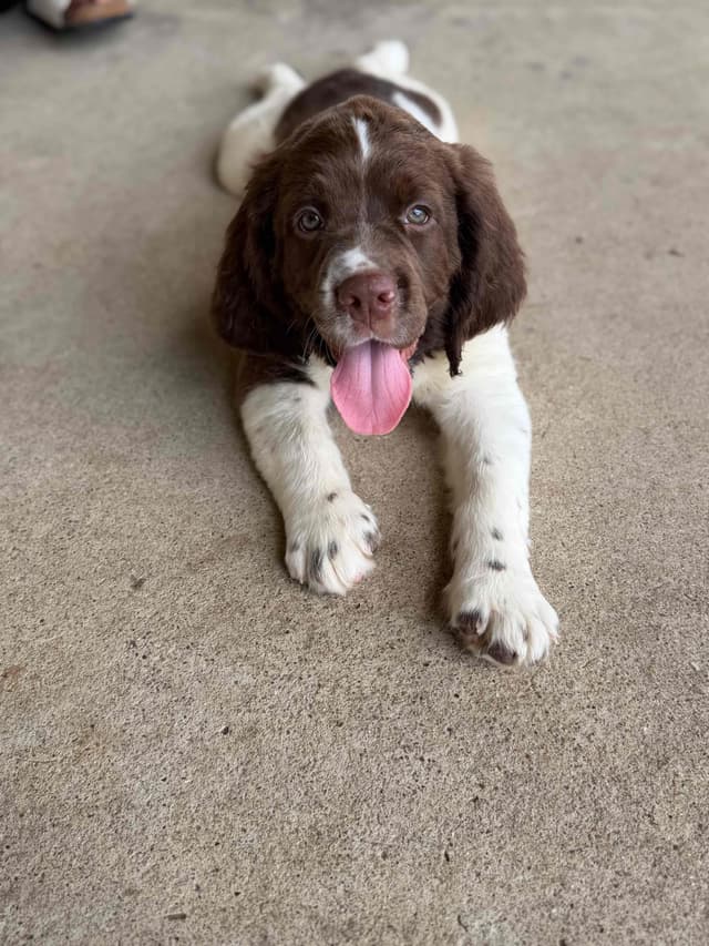 English Springer Spaniel Puppies media 21