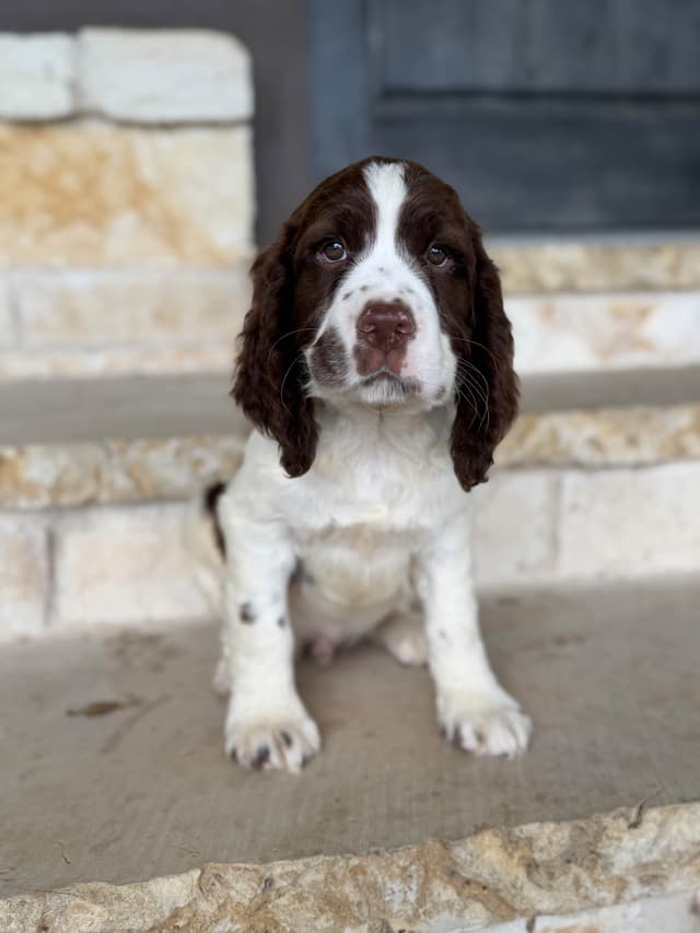 English Springer Spaniel Puppies media 22