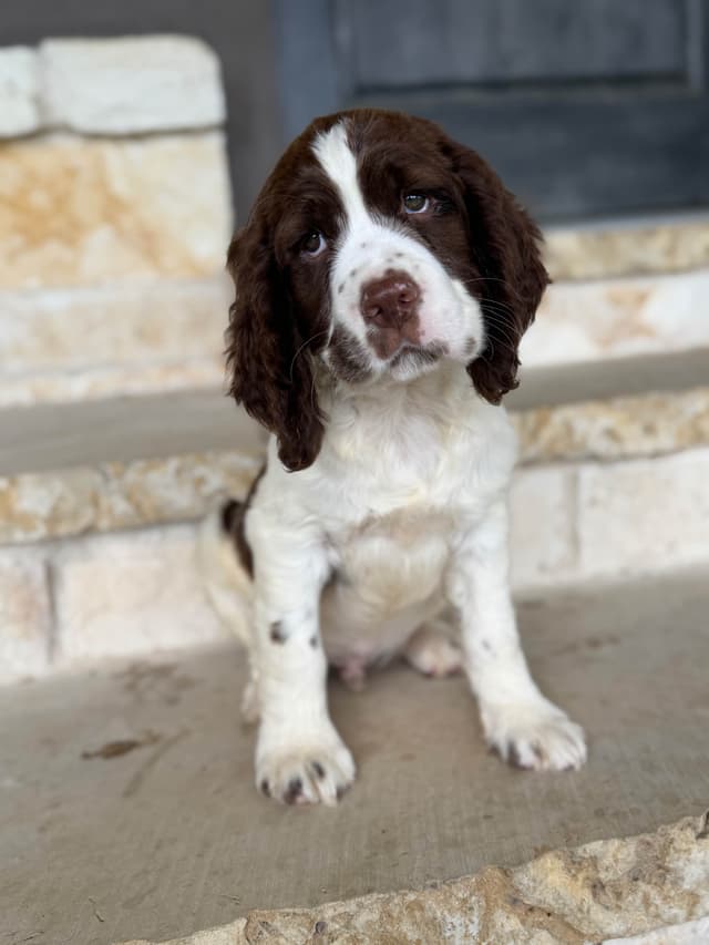 English Springer Spaniel Puppies media 23