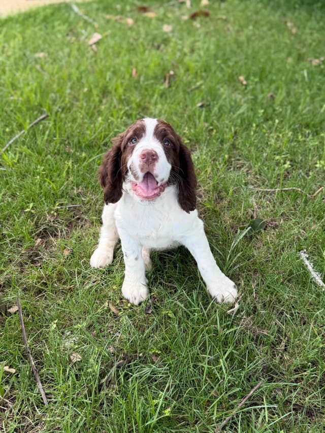 English Springer Spaniel Puppies media 24