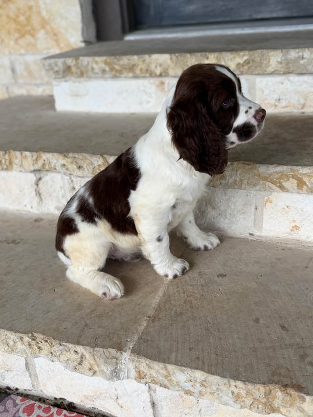 English Springer Spaniel Puppies media 25