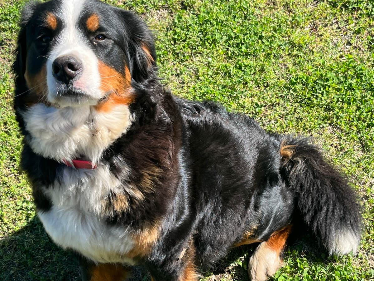 Bernese Mountain Dog Puppies breeder image 2