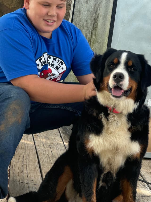 Bernese Mountain Dog Puppies media 6