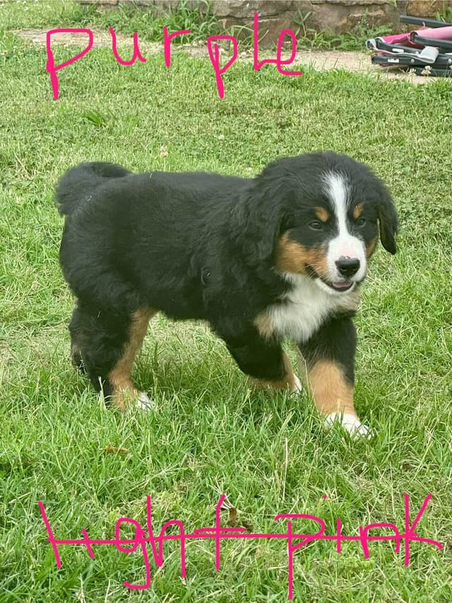 Bernese Mountain Dog Puppies media 3