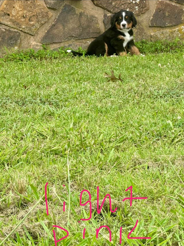 Bernese Mountain Dog Puppies media 4
