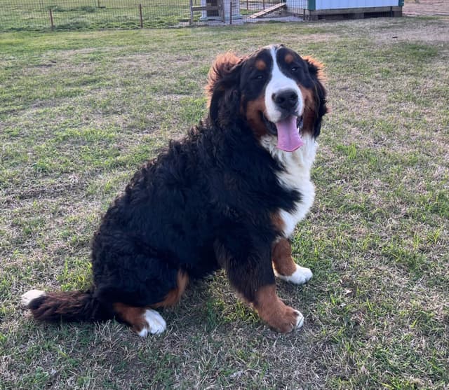 Bernese Mountain Dog Puppies media 7