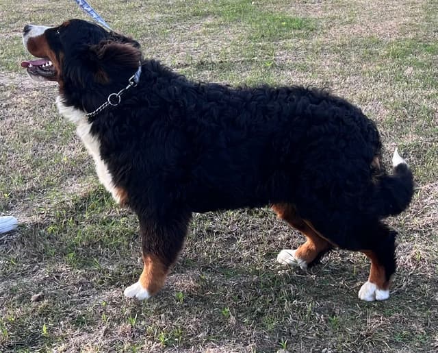 Bernese Mountain Dog Puppies media 8