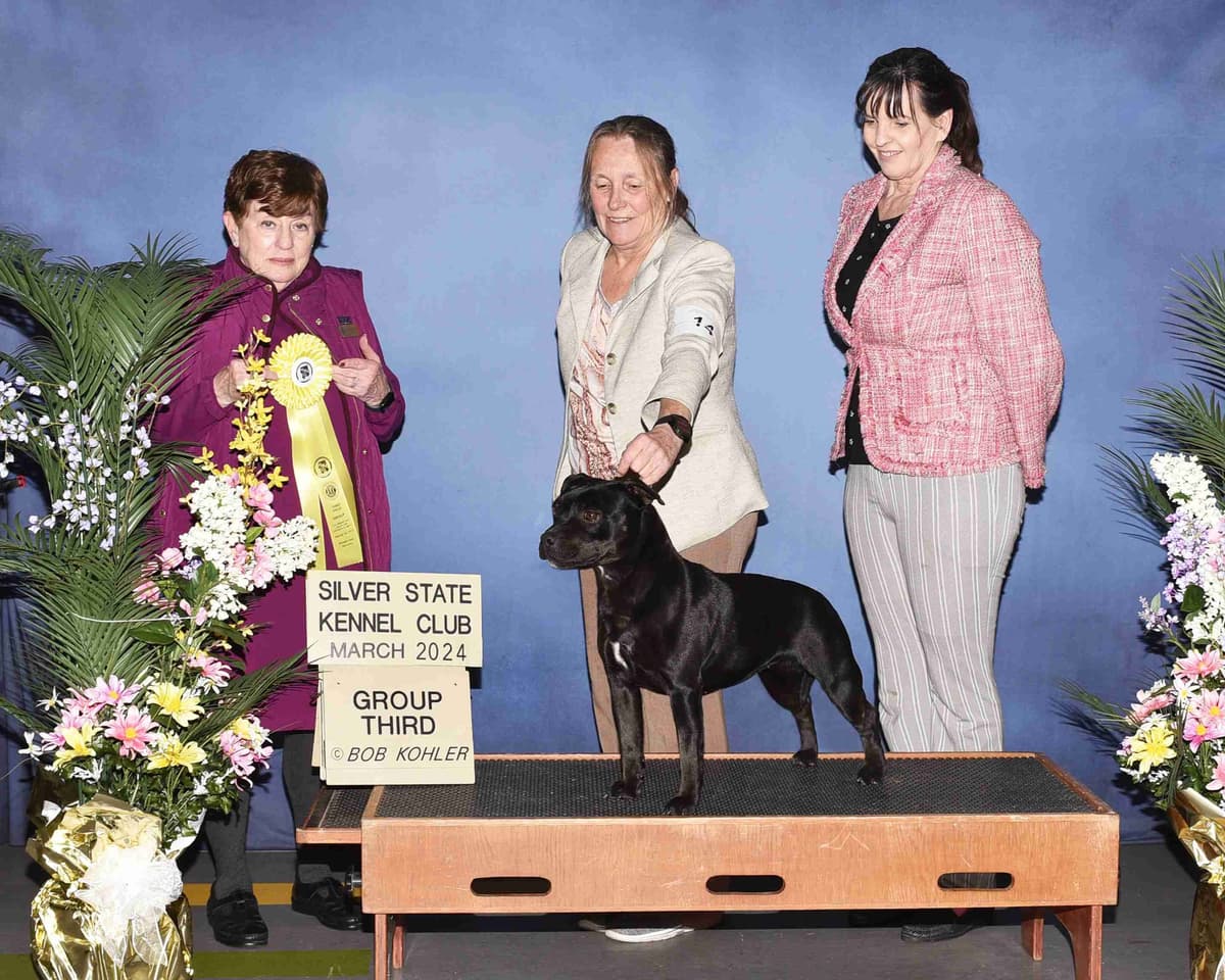 Staffordshire Bull Terrier Puppies breeder image 5