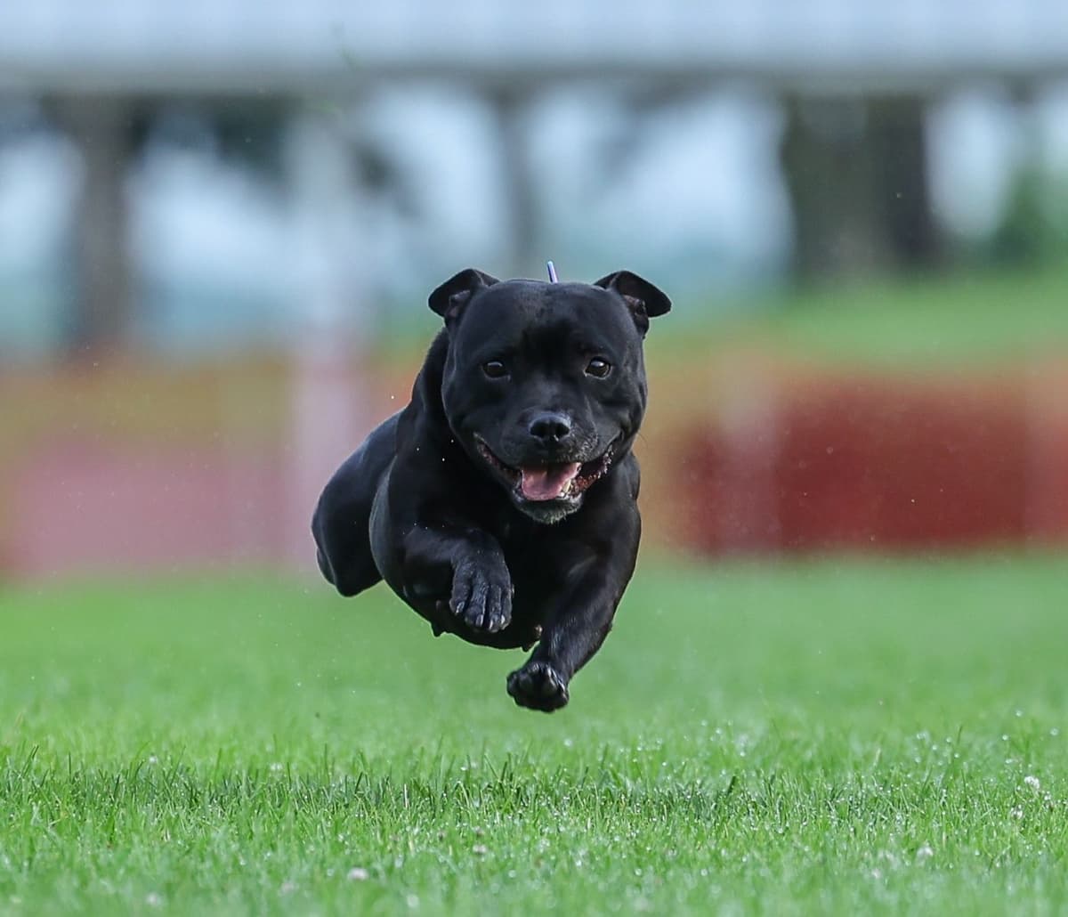 Staffordshire Bull Terrier Puppies breeder image 7
