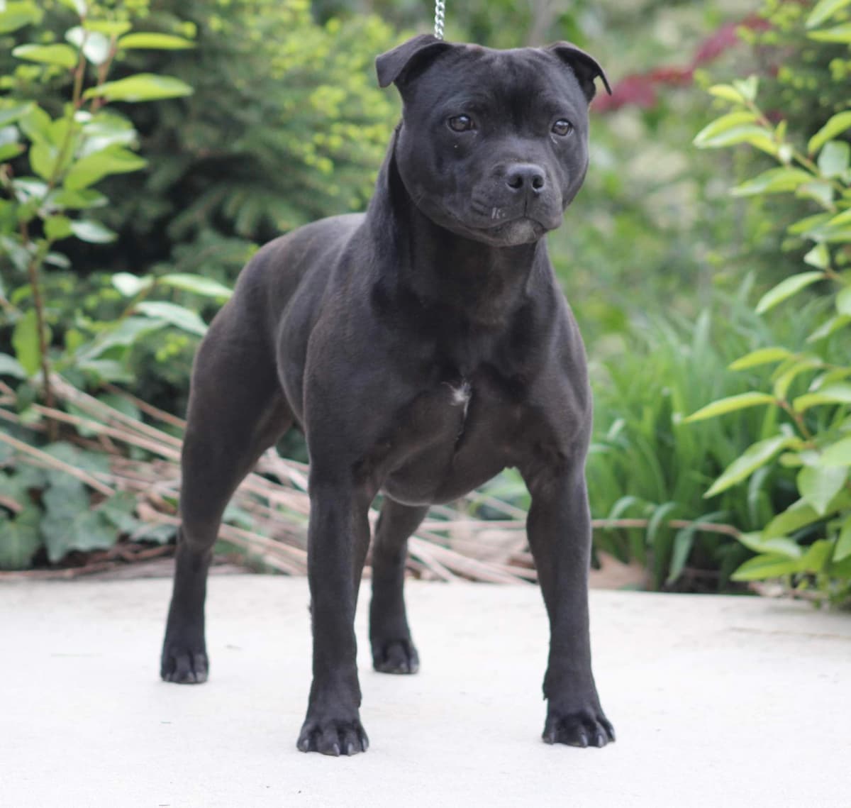Staffordshire Bull Terrier Puppies breeder image 8