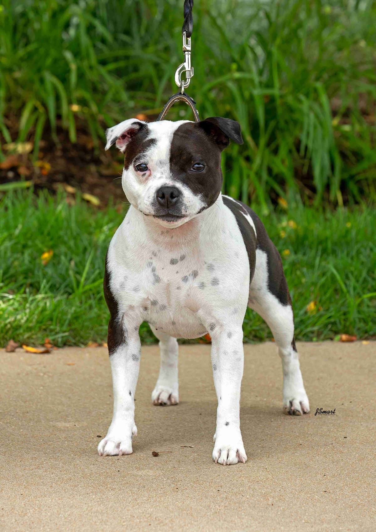 Staffordshire Bull Terrier Puppies breeder image 9