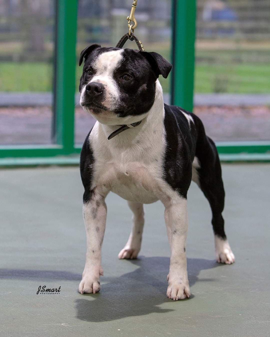 Staffordshire Bull Terrier Puppies breeder image 11