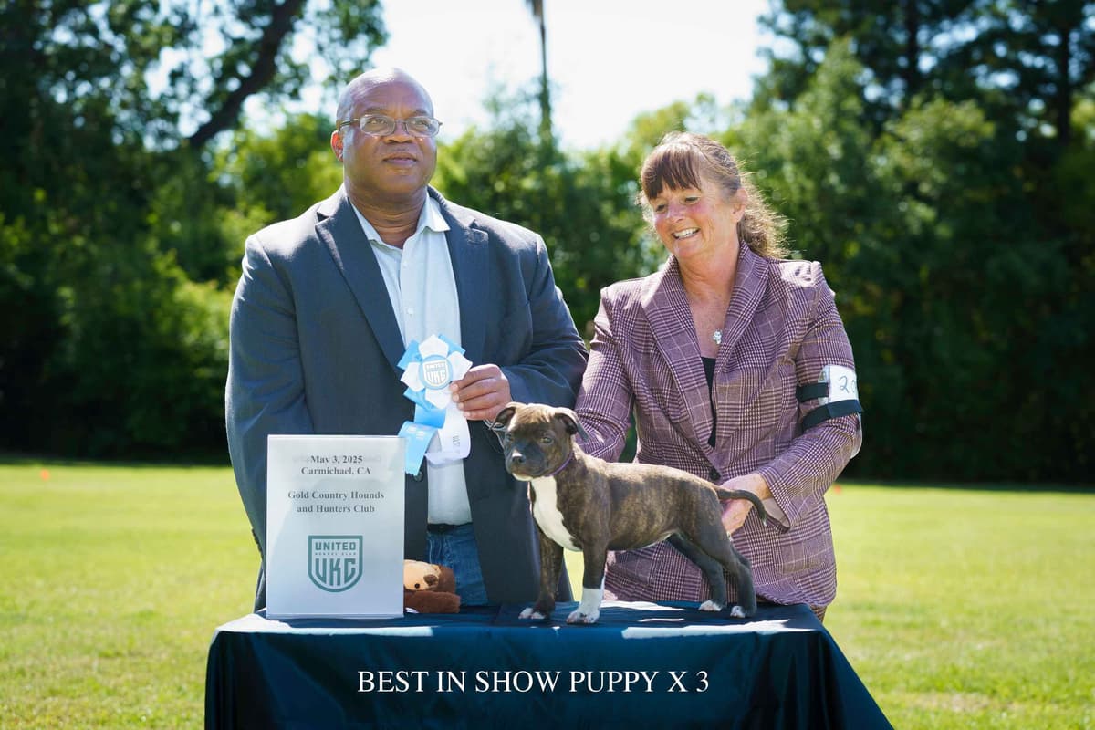 Staffordshire Bull Terrier Puppies breeder image 14