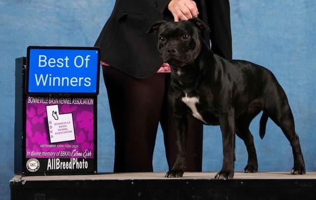 Staffordshire Bull Terrier Puppies media 2