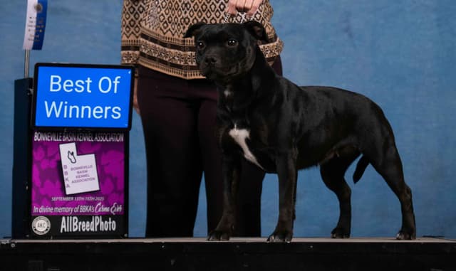 Staffordshire Bull Terrier Puppies media 3
