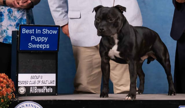Staffordshire Bull Terrier Puppies media 4
