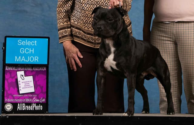 Staffordshire Bull Terrier Puppies media 5